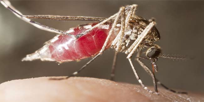 Mosquitoes love biting Beer Drinkers
